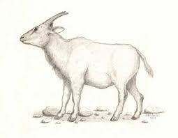 This was clearly no ordinary goat. Myotragus Balearicus Extinction Of Mouse Goats World Archaeology