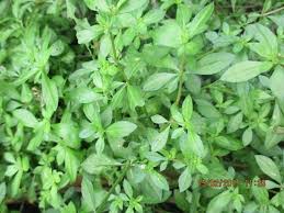 Image result for Glinus