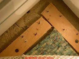 Maybe you would like to learn more about one of these? Carpet Padding Guide To Asbestos Mold Odor Problems Solutions