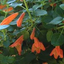 Image result for Clinopodium