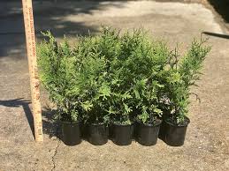 It's best to wait until the hot months of the year are over and then plant. Cheap Brandon Arborvitae Find Brandon Arborvitae Deals On Line At Alibaba Com