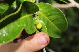 Image result for Shirakiopsis elliptica
