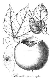 Image result for Trochomeria hookeri