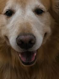 Anyone know of Phillip Wagler in Indiana? He's the breeder of our puppy, I  wasn't able to see our puppies parents since we didn't get him straight  from him but I'd love