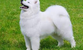 Most beautiful dog in the world. 20 Most Beautiful Dog Breeds Our List Of The Prettitest Pups Around