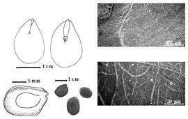 Image result for Xylia torreana