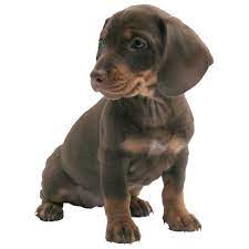 We did not find results for: Uk Pet Microchip Search Microchipped Dogs And Cats
