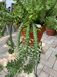 Image result for Monadenium