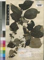 Image result for Multidentia crassa