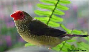 Bird With Red V On Back Of Head Red Faced Normal Hen Finch Species Birds