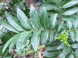 Image result for Zanthoxylum chalybeum