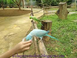 Burung raja udang adalah haiwan yang tergolong dalam golongan benda hidup, alam : Makan Jika Sedap Taman Burung Ayer Keroh Melaka Melaka Bird Park