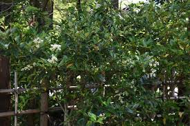 We did not find results for: Japanese Ligustrum Photos Free Royalty Free Stock Photos From Dreamstime