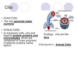 Both structures are made of long protein fibers called microtubules, with a structure where nine microtubules form a ring around two central microtubules. Ppt Cell Structure Powerpoint Presentation Free Download Id 1115539