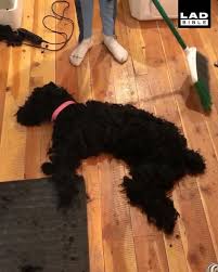 Pin By Seyma Oral On Diy Video In 2020 Funny Animal Memes Funny Dog Memes Funny Animals