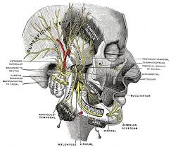 Check spelling or type a new query. Got Neck Pain The Ultimate Head And Neck Workout Breaking Muscle