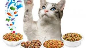 8 merk makanan kucing yang bagus supaya bulu lebat dan gemuk cara membuat makanan basah kucing persia. 10 Cara Membuat Kucing Makan Makanan Kering Arenahewan Com
