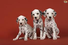 Caring For Your Dalmatian Puppy Pets4homes