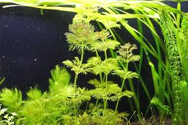 アンブリア キクモ ふわっとした丸い繊細な葉が美しい水草 水草動画ブログ