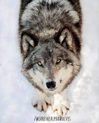 We Are The Alpha Wolves Photo Wolf Dog Animals Wild Animals