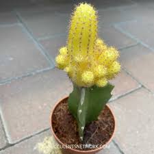 The color of the leaves would appear lighter than a healthy plant, or turn translucent in color. Gymnocalycium Mihanovichii Moon Cactus Succulents Network