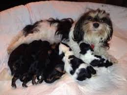 If you are unable to find your havanese puppy in our puppy for sale or dog for sale sections, please consider looking thru thousands of havanese dogs for adoption. Adopt Leilani On Petfinder Havanese Dogs Havanese Dog Adoption