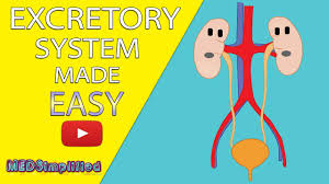 Human Excretory System Made Easy Human Urinary System Simple Lesson Youtube