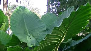 Son una vista rara en la mayoría de los jardines, pero en climas cálidos, las plantas establecidas pueden desarrollar una spa y un espádice, que. Cuidados De La Oreja De Elefante Jardineria On