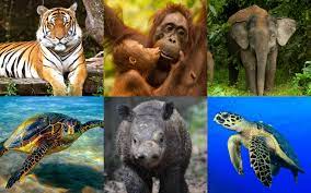 Some of the animals found in malaysia include the malayan tiger resides in the central and southern side of the peninsular malaysia. Will These Endangered Malaysian Species Suffer The Same Fate As Tam The Rhino Astro Ulagam