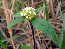 Image result for Mitracarpus