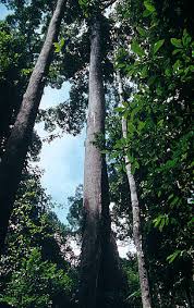 Malaysia's wildlife is famous for big cats, such as tigers and leopards, the malayan tapir and the endangered borneo pygmy elephants and borneo the langkawi archipelago, the jewel of kedah, is a popular tourist destination. Lowland Dipterocarp Forests Wwf