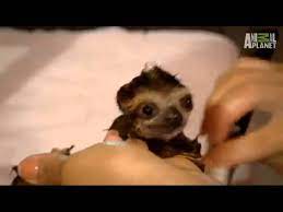This raccoon who can't get enough of bath time. Baby Sloth Bath Cute Squeak Youtube