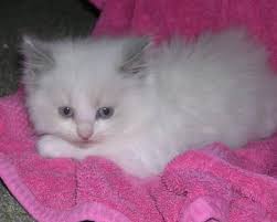 Fluffy, floppy, and sweet rag dolls near me. Ragdoll Kittens Purebred Ready To Go For Sale In Everett Washington Classified Americanlisted Com