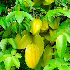 Las hojas son de color cobrizo, presentando las más adultas un color verde intenso. Planta De Averrhoa Carambola Frutal Tropical Exotico Raro Semilla