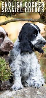 English Cocker Spaniel Colors Do You Know All The