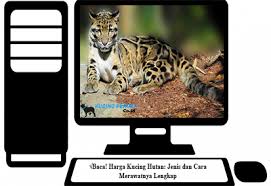 Jul 04, 2021 · warga yang sukses berperan melestarikan hutan bisa menggunakan meong sebagai imbalannya. Baca Harga Kucing Hutan Jenis Dan Cara Merawatnya Lengkap