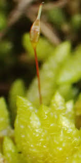 Image result for Nesogenaceae