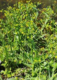 Image result for Ranunculus sceleratus