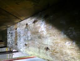 Check spelling or type a new query. Mold Or Efflorescence How To Tell The Difference