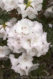 Pin On Blooms