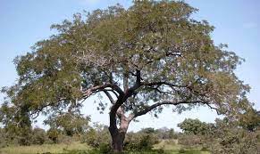 5 fruit trees that are too easy to grow in the home garden. Indigenous Crop Locust Bean Not A Plant But A Tree Food Tank