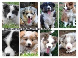 One of these pups has wall eyes (one let's take a quick look at the genes that affect coat color in border collies. Australian Border Collies All Colours Genetics Health And Education Photos Facebook