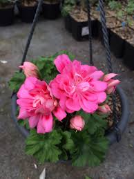 Pelargonium Unicorn Zonartic Rose Geranien Schone Blumen Rosen