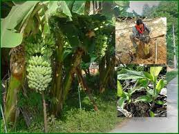 Cara menanam pohon pisang sangat mudah yaitu dengan penglolahan media tanam yang baik. Cara Tanam Pisang Terbalik Supaya Berbuah Rendah Dan Lebat Pandan Plants Fruit