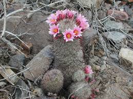 Image result for Hypericophyllum tessmannii