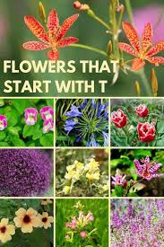 Check spelling or type a new query. 13 Timeless Flowers That Start With T