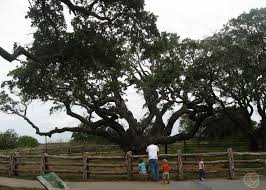 Charles bays just across st. Goose Island State Park Rockport Texas State Parks Texas Adventure Beaches In Texas