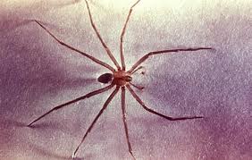 Keep in mind that most bites cause little tissue destruction. Brown Recluse Spider Bites Symptoms And Pictures
