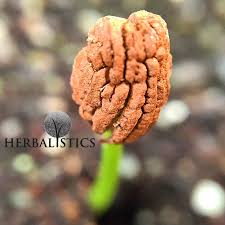 Image result for Tabernanthe elliptica