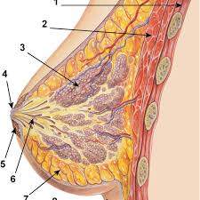 Below is a diagram showing the chest muscles depicting where the different exercises target. Diagram Of The Ductal Anatomy Of The Breast 1 Chest Wall 2 Download Scientific Diagram